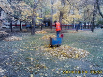 уборка листвы вопреки запрету